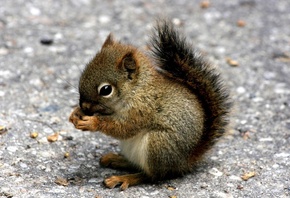 �����, �������