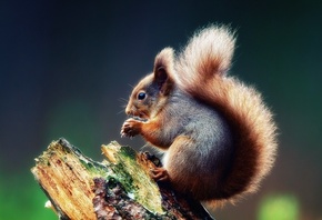 �����, ����� ������