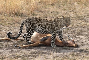 Leopard, �����, ��������, �������