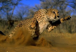 Leopard, ������