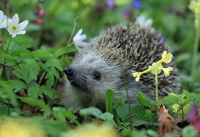 ����, �����, �����