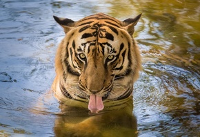 Тигр, язык, вода