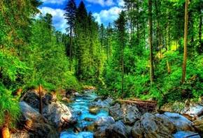 Lovely Forest, Creek, Hdr, Hd