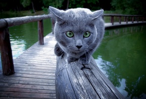 Blue, Cat, , 