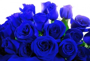 Blue, Roses, 