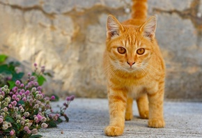 ����� ���, ���