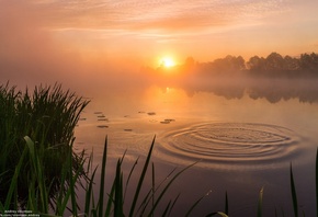 утро, озеро, трава, рассвет, солнце, туман, красиво