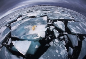 зима, лед, океан, холод, белый медведь