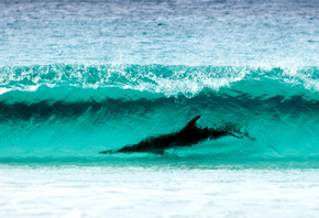 вода, волны, бирюзовый цвет, берег, природа, дельфин