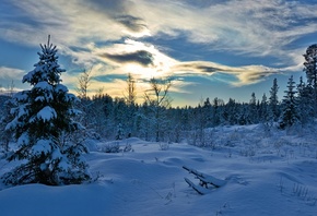 лес, норвегия, hedmark fylke, хедмарк, norway, деревья, зима, снег, ель, сугробы