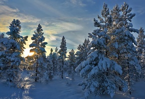 лес, норвегия, hedmark fylke, stene, хедмарк, norway, деревья, зима, снег