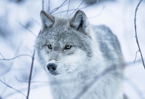 ����, �����, ����, ����, ������