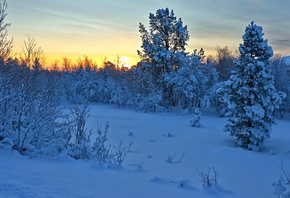 закат, норвегия, hedmark fylke, nordli, хедмарк, norway, кусты, деревья, зима, снег