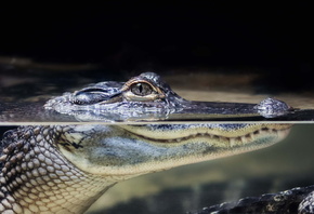 ��������, ������, ��������