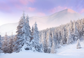 snow, dawn, forest, clouds, winter