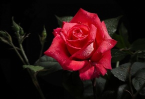 rose, rosa, black, red, drops, flower