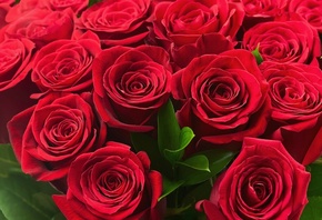 beautiful, colorful, roses, lovely, 8 , , , , red