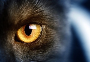 кошка, глаз, хищник, взгляд