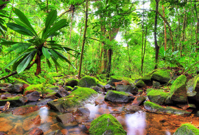 Экзотика, тропический пейзаж, джунгли, Поток, Камни, зеленый мох, пальмы