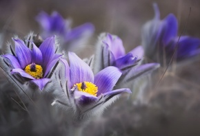  , , cretan crocus,  