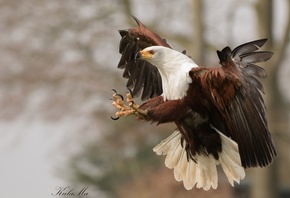 -, African Fish Eagle, Maria Kula