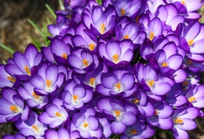 �����, �������