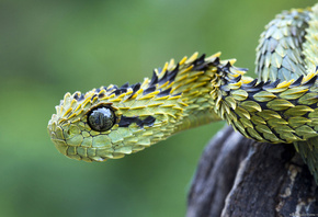 змея, глаза