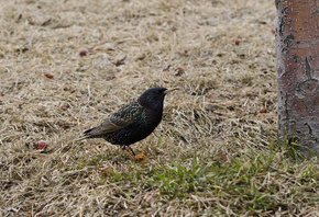 AristovArt, �����, �������, landscape, nature