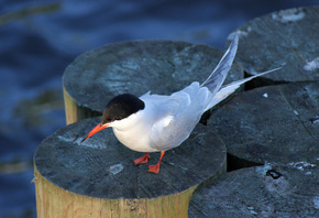 AristovArt, �����, �������, landscape, nature