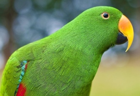 попугай, зелёный