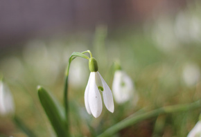 , ϳ, ϳ, , , , , , ̳, , Spring, Snowdrops, grass, nature, background, bokeh, Minimalism, Macro, , , , , , , , , , 