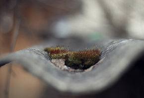 , , , , , Slate, moss, roof, background