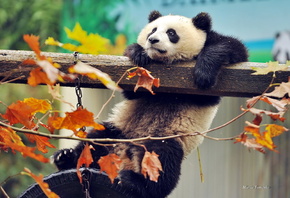 медведь, животное, панда, листья, Китай, зверь, ветки, осень, балка