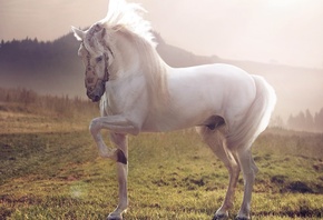 Белый жеребец, Лошадь, конь