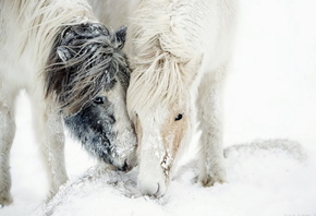 �������, ����, ����