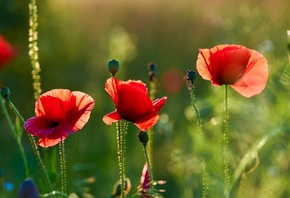 ����, �����, ����