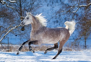 oliverseitz, животные, лошади, конь, серый, профиль, галоп, бег, движение,  ...
