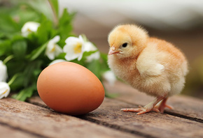 �����, �������, ������, ����, �����