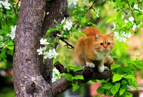 кот, дерево, ветка, листья, цветы, весенняя композиция