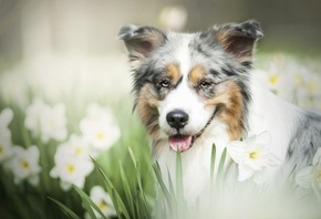 пёс, природа, весна, взгляд, морда, цветы, собака, нарциссы, австралийская  ...