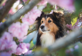 природа, весна, цветение, животное, морда, ветки, собака, пёс, боке, шелти, ...