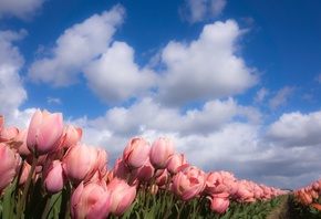 весна, грядки, цветы, тюльпаны, небо