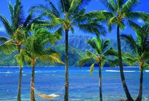 nature, water, palm, hammock, hawaii