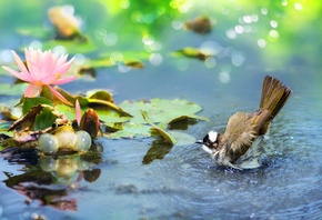 FuYi Chen, тропики, птица, птицы мира, вода, пруд, лягушка, листья, цветок, ...