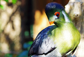  , , , , turaco