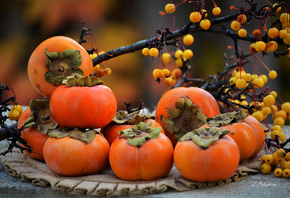 ������, �����, �����, �����, ��������, �����