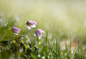 Anita Toft, природа, весна, трава, цветы, капли, роса, вода, боке