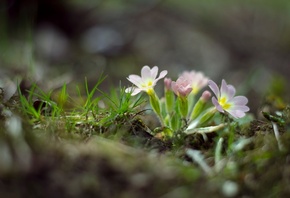 �������, �����, �����, �����, �������