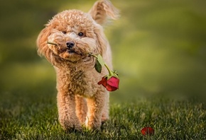 животное, собака, пёс, трава, цветок, роза