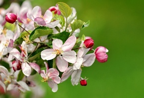 Весна, цветение, яблоня